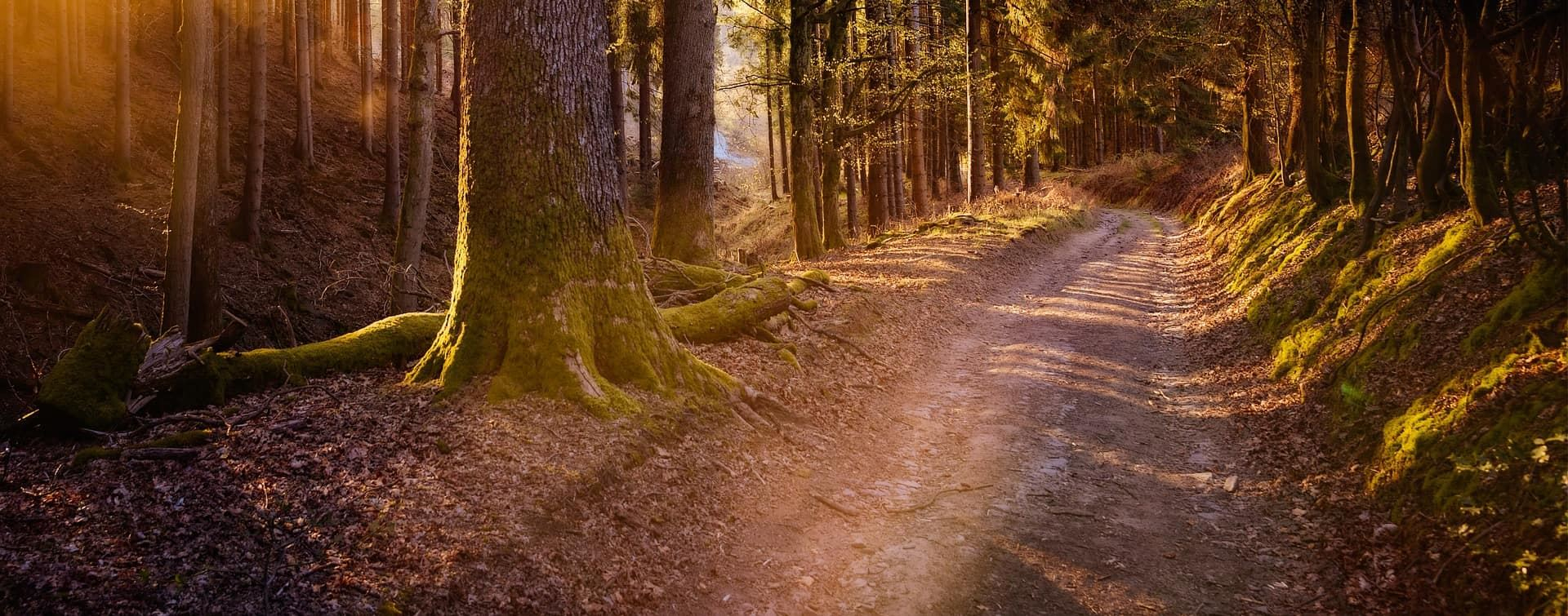 PWV-Dörrenbach -Wanderungen-2025